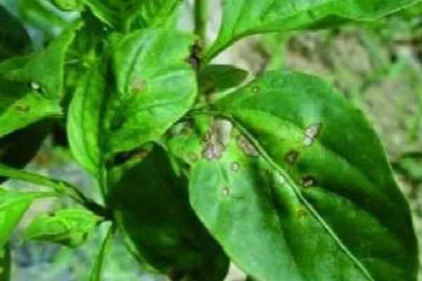 青椒褐斑病的发生特点，发生时间长且面积大