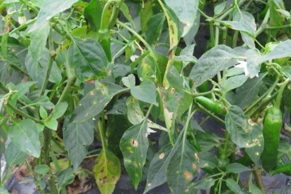 青椒褐斑病的发生特点，发生时间长且面积大