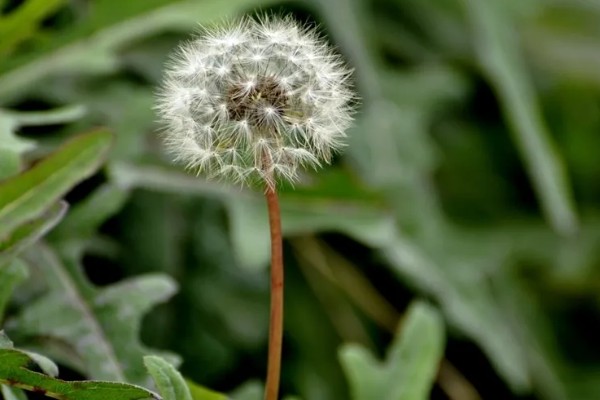 植物传播种子的方法,可通过风力、机械等传播