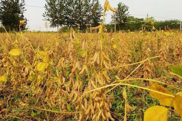 植物传播种子的方法,可通过风力、机械等传播
