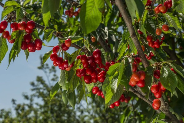 植物传播种子的方法,可通过风力、机械等传播