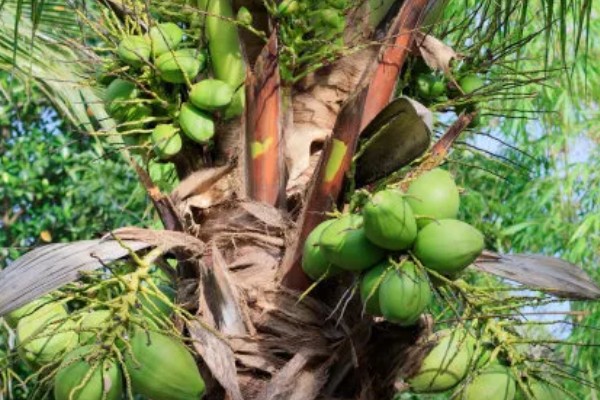 植物传播种子的方法,可通过风力、机械等传播