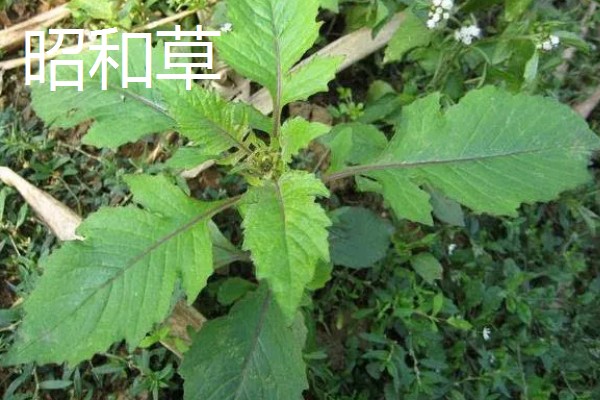 植物传播种子的方法,可通过风力、机械等传播