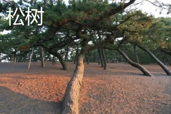 植物传播种子的方法,可通过风力、机械等传播