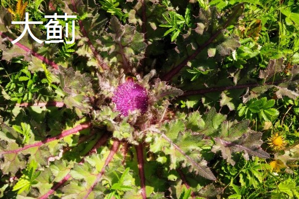 植物传播种子的方法,可通过风力、机械等传播