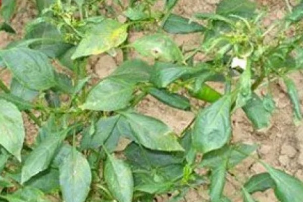 青椒褐斑病的发生特点，发生时间长且面积大