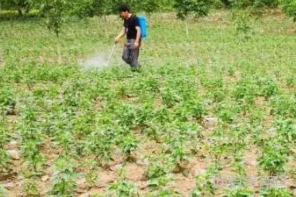 青椒褐斑病的发生特点，发生时间长且面积大