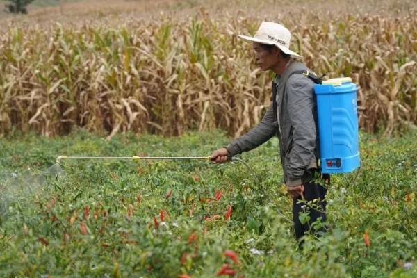 青椒褐斑病的发生特点，发生时间长且面积大