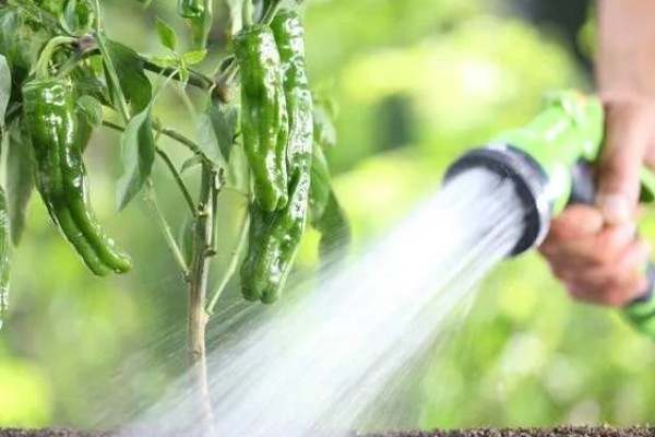 青椒褐斑病的发生特点，发生时间长且面积大