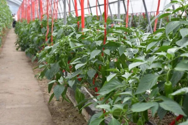 青椒褐斑病的发生特点，发生时间长且面积大