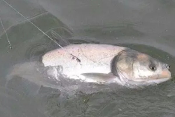 钓鲢鳙用什么方块饵料，可以用雾化状态的方块饵料