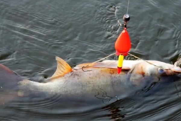 钓鲢鳙用什么方块饵料，可以用雾化状态的方块饵料