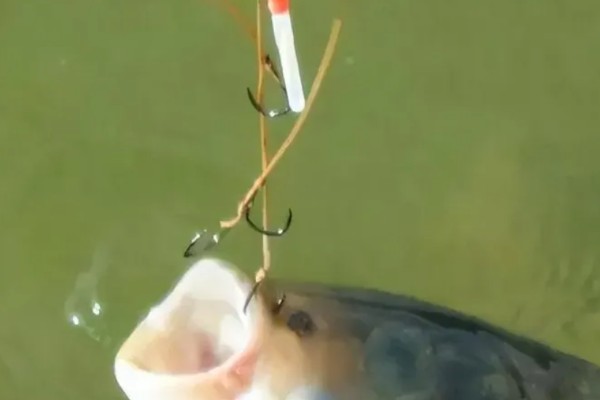 钓鲢鳙用什么方块饵料，可以用雾化状态的方块饵料