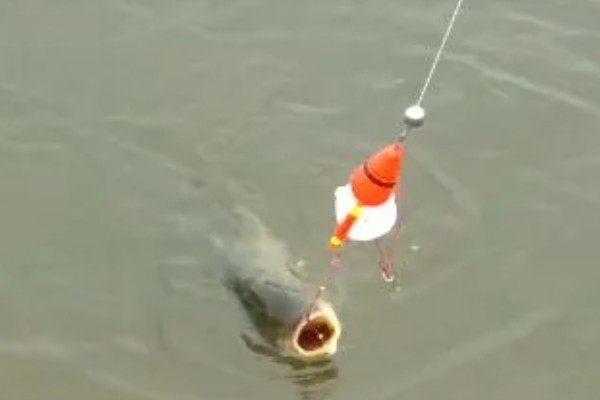 钓鲢鳙用什么方块饵料，可以用雾化状态的方块饵料