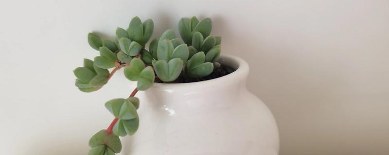 碧玉莲叶子瘪了怎么处理，可立刻为其更换新的盆土