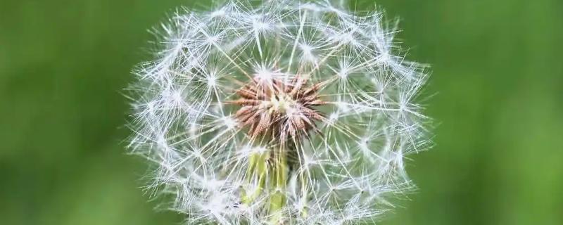 植物是靠什么传播种子，可以流水、弹射传播等