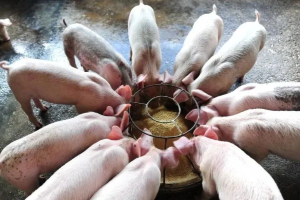 猪场的饲料配方，不同阶段的猪饲料不同