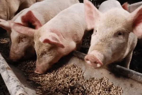 猪场的饲料配方，不同阶段的猪饲料不同