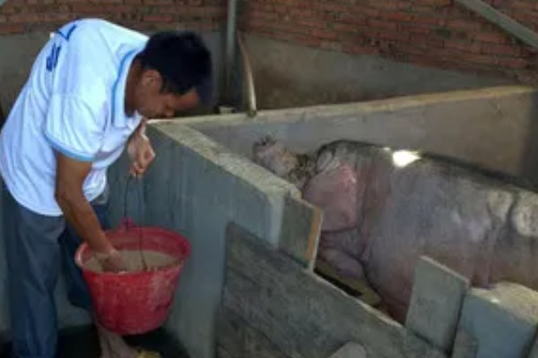 猪场的饲料配方，不同阶段的猪饲料不同