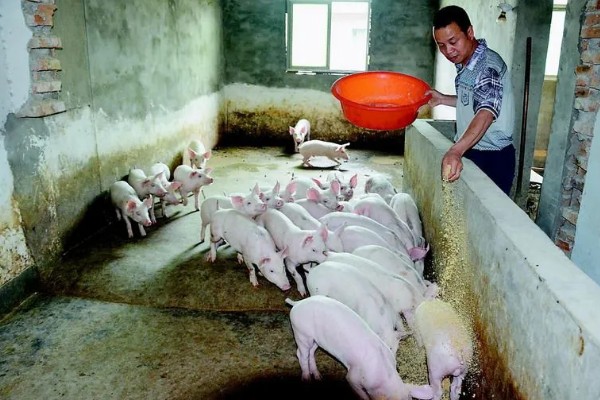 猪场的饲料配方，不同阶段的猪饲料不同