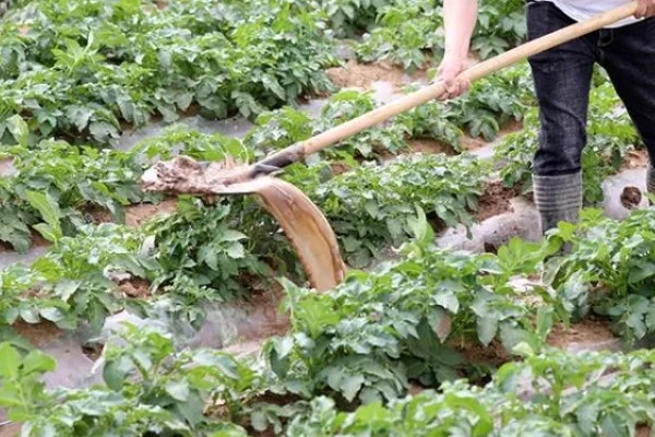 土豆种植后期的护理方法,收获前的10天要停止浇水