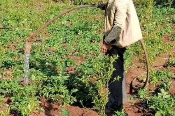 土豆种植后期的护理方法,收获前的10天要停止浇水