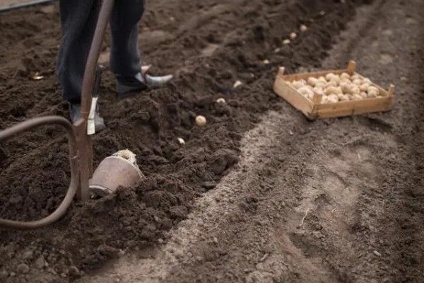 土豆种植后期的护理方法,收获前的10天要停止浇水