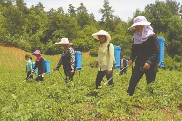 土豆种植后期的护理方法,收获前的10天要停止浇水