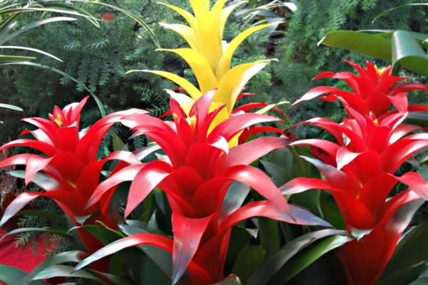 彩苞凤梨的花语是什么，代表着好运爆棚