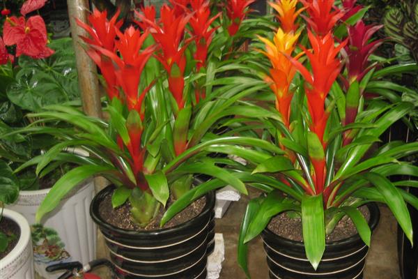 彩苞凤梨的花语是什么，代表着好运爆棚