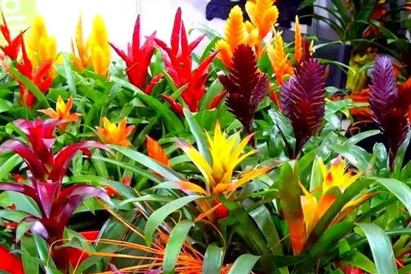 彩苞凤梨的花语是什么，代表着好运爆棚