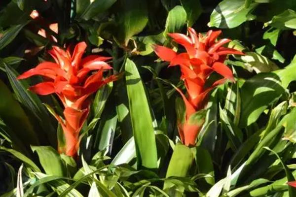 彩苞凤梨的花语是什么，代表着好运爆棚