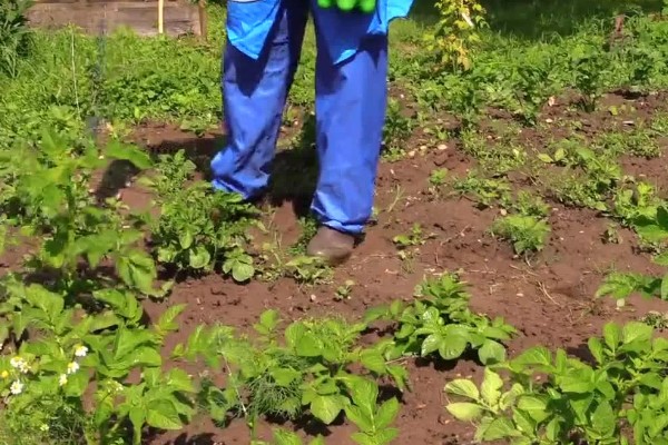 土豆种植后期的护理方法,收获前的10天要停止浇水