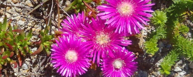 美丽日中花的浇水方法，春秋季节每隔3-5天浇一次