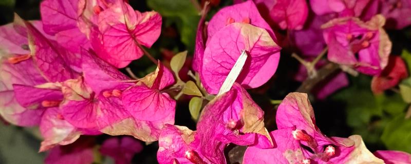 叶子花的扦插方法，插入土壤的深度为5厘米左右