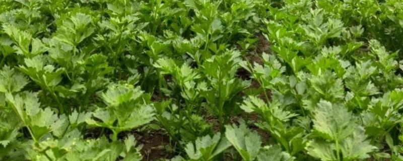 春季大棚芹菜怎么种植，播种前用清水浸泡24小时