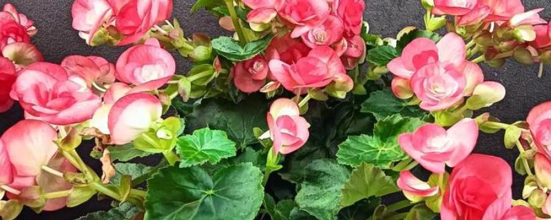 丽格海棠烂茎如何处理，轻微腐烂时可以喷施杀菌剂