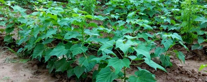 楸树的种植要点，长到一定程度时要修剪枝条