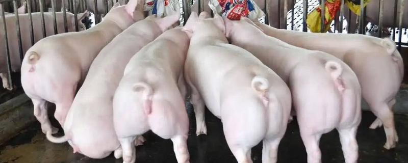 后备母猪配不上种怎么处理，要及时补充营养