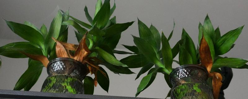 富贵竹的繁殖方法，以扦插为主