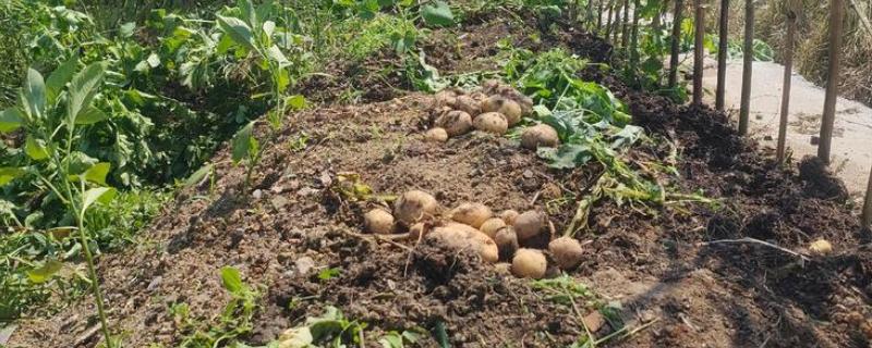 有哪些早熟的马铃薯，东农303、早大白都是早熟品种