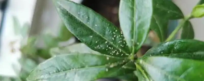 栀子花长腻虫怎么办，要及时剪去病叶