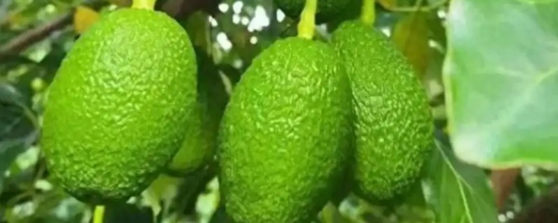 种牛油果追施哪些肥料，复合肥与有机肥很合适