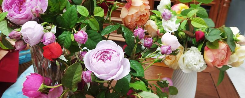 鲜切花花心为什么容易烂，可能是采收时间不当所致