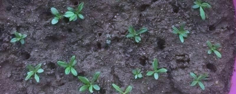 康乃馨小苗错浇高钾肥如何解决，浇水可以稀释肥料