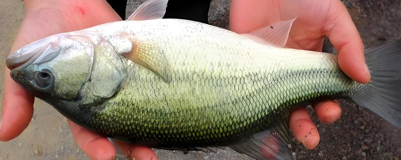 怎么垂钓海鲈鱼，可采取手竿钓法、抛竿钓法、路亚钓法