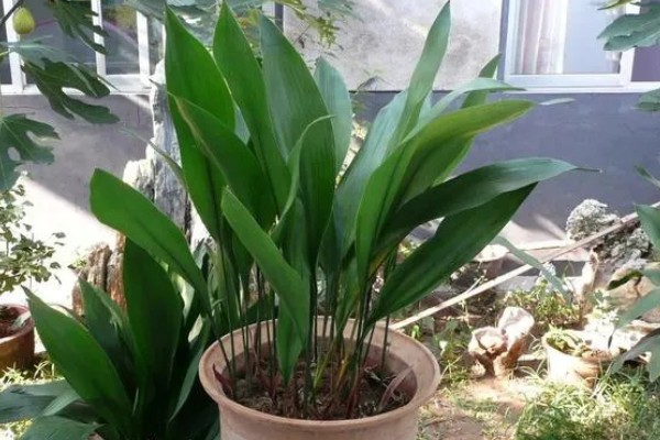 怎么养一叶兰，生长期要保持充足的水分