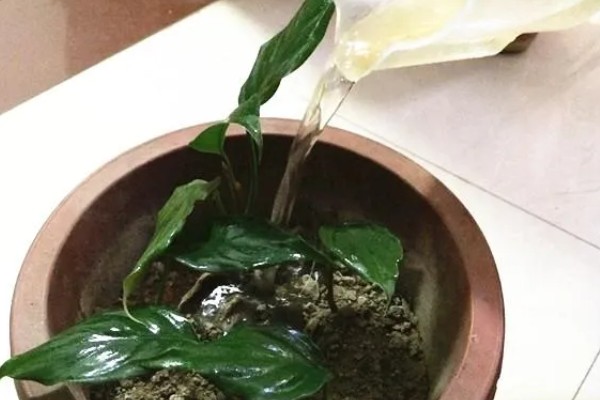 怎么养一叶兰，生长期要保持充足的水分