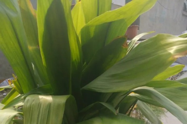 怎么养一叶兰，生长期要保持充足的水分