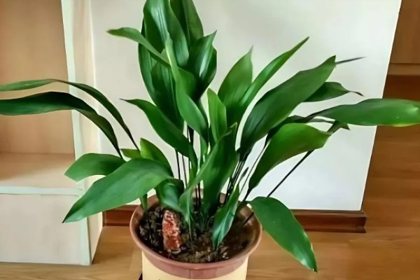 怎么养一叶兰，生长期要保持充足的水分